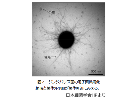 ジンジバリス菌