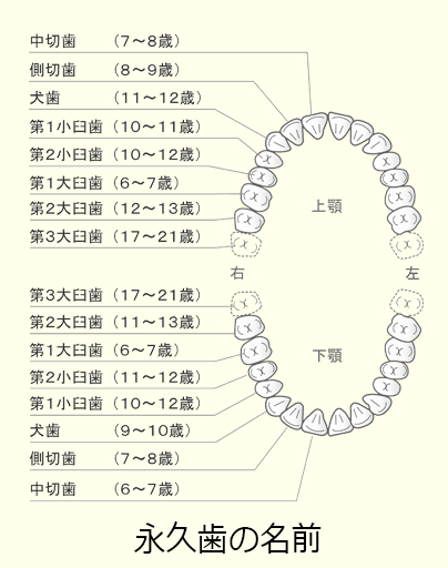 永久歯の名前