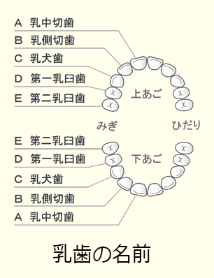 乳歯の名前