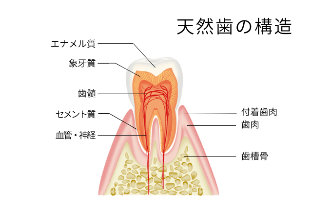 天然歯の構造